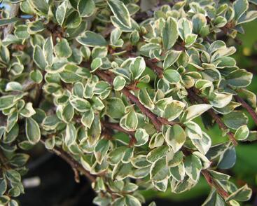 Skalník 'Variegatus'