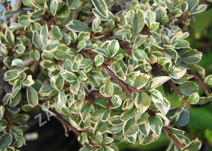Skalník 'Variegatus' - Cotoneaster atropurpureus 'Variegatus'