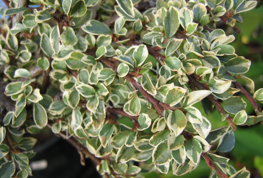 Skalník 'Variegatus' - Cotoneaster atropurpureus 'Variegatus'