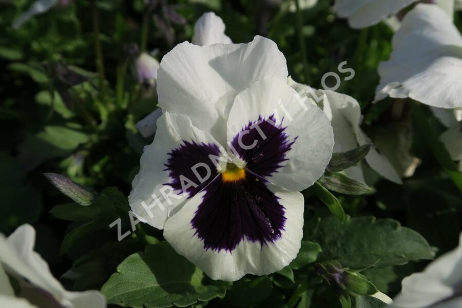 Violka, maceška zahradní 'Carneval Early White with Blotch' - Viola wittrockiana 'Carneval Early White with Blotch'