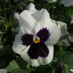 Violka, maceška zahradní 'Carneval Early White with Blotch' - Viola wittrockiana 'Carneval Early White with Blotch'