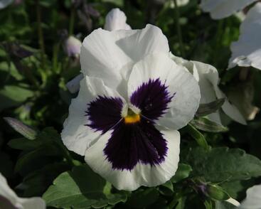 Violka, maceška zahradní 'Carneval Early White with Blotch'