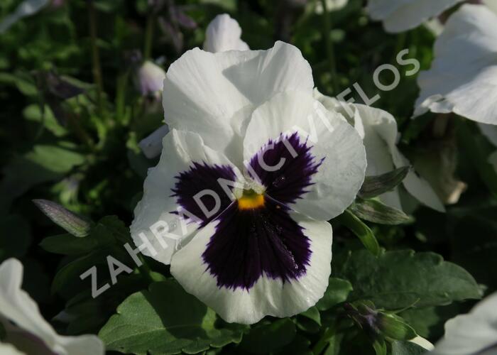 Violka, maceška zahradní 'Carneval Early White with Blotch' - Viola wittrockiana 'Carneval Early White with Blotch'