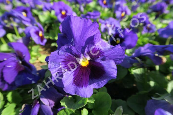 Violka, maceška zahradní 'Carneval Blue with Blotch' - Viola wittrockiana 'Carneval Blue with Blotch'