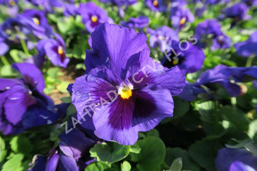 Violka, maceška zahradní 'Carneval Blue with Blotch' - Viola wittrockiana 'Carneval Blue with Blotch'