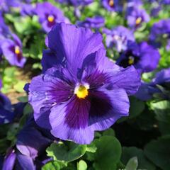 Violka, maceška zahradní 'Carneval Blue with Blotch' - Viola wittrockiana 'Carneval Blue with Blotch'