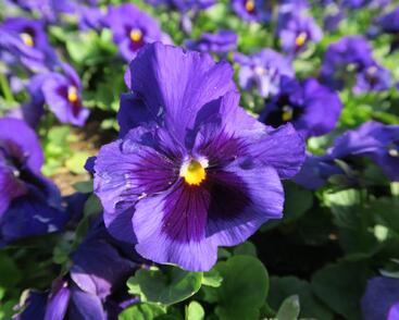 Violka, maceška zahradní 'Carneval Blue with Blotch'