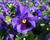 Violka, maceška zahradní 'Carneval Blue with Blotch'