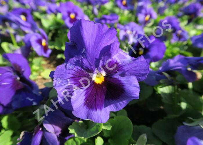 Violka, maceška zahradní 'Carneval Early Blue with Blotch' - Viola wittrockiana 'Carneval Early Blue with Blotch'
