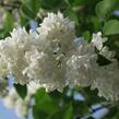 Šeřík obecný 'Madame Lemoine' - Syringa vulgaris 'Madame Lemoine'