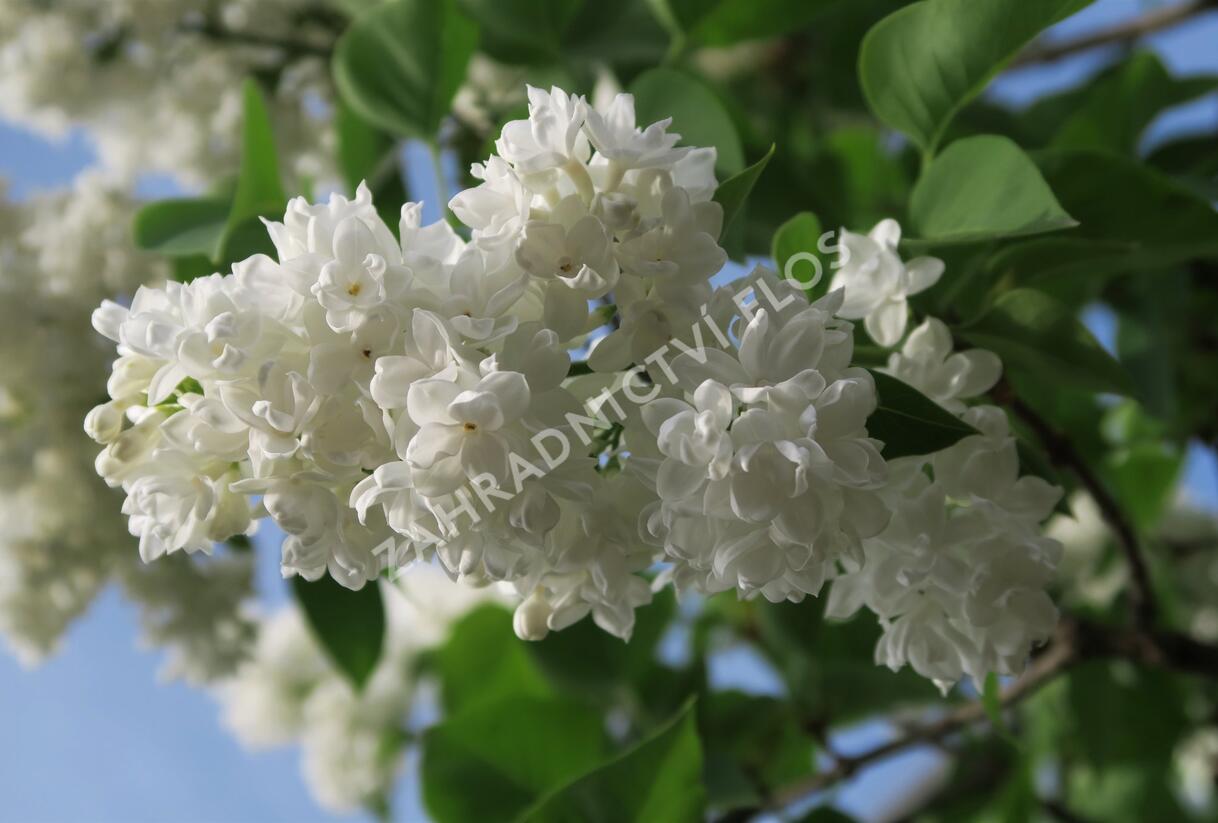 Šeřík obecný 'Madame Lemoine' - Syringa vulgaris 'Madame Lemoine'