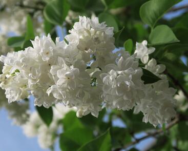 Šeřík obecný 'Madame Lemoine'