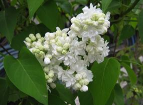 Šeřík obecný 'Madame Lemoine' - Syringa vulgaris 'Madame Lemoine'