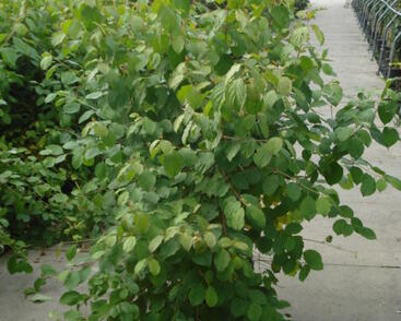 Svída krvavá 'Winter Beauty'