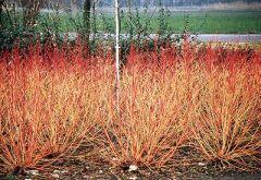 Svída krvavá 'Winter Beauty' - Cornus sanguinea 'Winter Beauty'