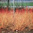 Svída krvavá 'Winter Beauty' - Cornus sanguinea 'Winter Beauty'