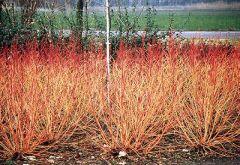 Svída krvavá 'Winter Beauty' - Cornus sanguinea 'Winter Beauty'