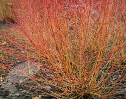 Svída krvavá 'Winter Beauty' - Cornus sanguinea 'Winter Beauty'