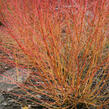 Svída krvavá 'Winter Beauty' - Cornus sanguinea 'Winter Beauty'