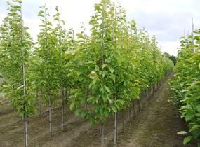 Šácholan japonský - Magnolia kobus