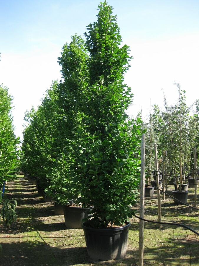 Šácholan japonský - Magnolia kobus