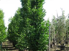 Šácholan japonský - Magnolia kobus