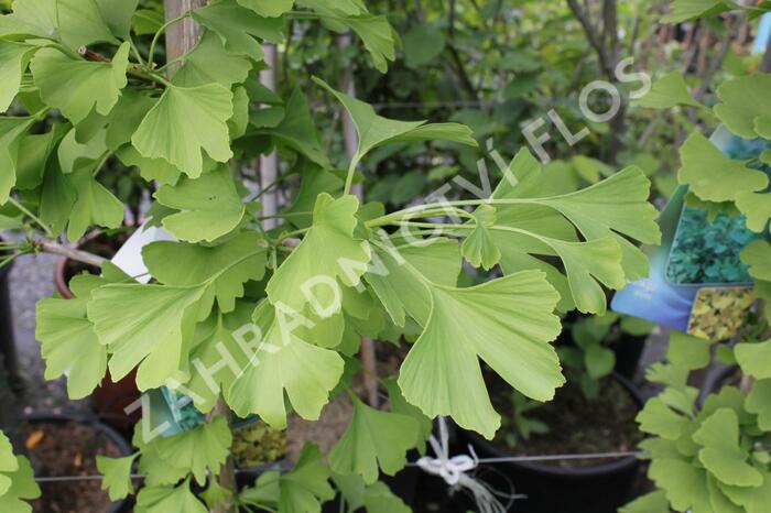 Jinan dvoulaločný - Ginkgo biloba