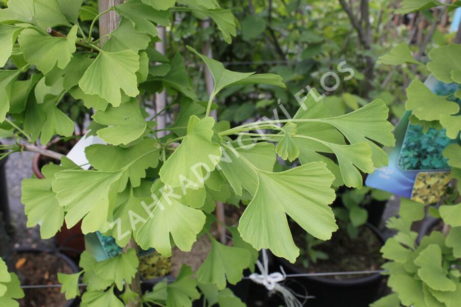 Jinan dvoulaločný - Ginkgo biloba