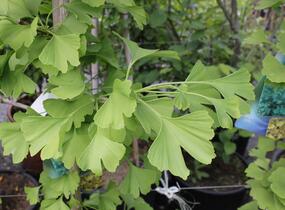 Jinan dvoulaločný - Ginkgo biloba