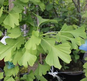 Jinan dvoulaločný - Ginkgo biloba