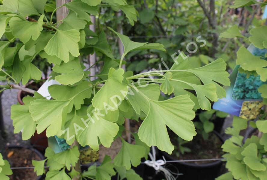 Jinan dvoulaločný - Ginkgo biloba
