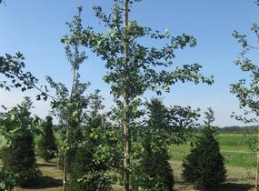 Jinan dvoulaločný - Ginkgo biloba