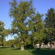 Jinan dvoulaločný - Ginkgo biloba