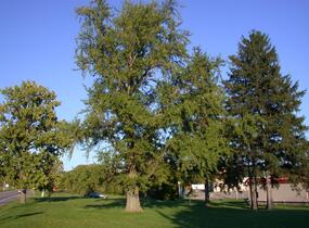 Jinan dvoulaločný - Ginkgo biloba