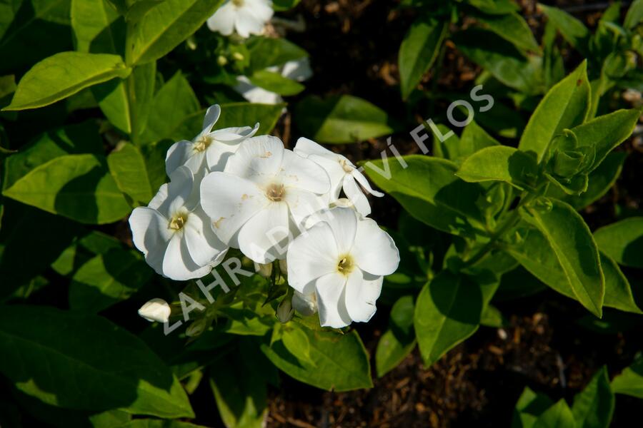 Plamenka latnatá 'Sweet Summer White' - Phlox paniculata 'Sweet Summer White'