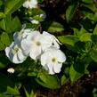 Plamenka latnatá 'Sweet Summer White' - Phlox paniculata 'Sweet Summer White'