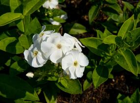 Plamenka latnatá 'Sweet Summer White' - Phlox paniculata 'Sweet Summer White'