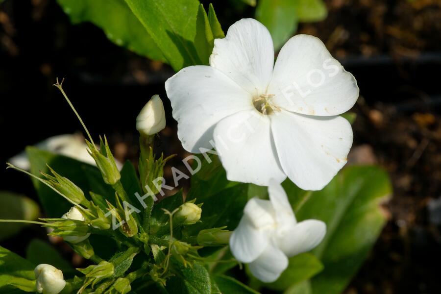 Plamenka latnatá 'Sweet Summer White' - Phlox paniculata 'Sweet Summer White'