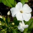 Plamenka latnatá 'Sweet Summer White' - Phlox paniculata 'Sweet Summer White'