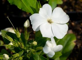 Plamenka latnatá 'Sweet Summer White' - Phlox paniculata 'Sweet Summer White'