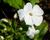 Plamenka latnatá 'Sweet Summer White'