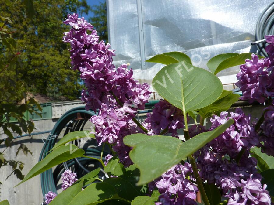 Šeřík obecný 'Charles Joly' - Syringa vulgaris 'Charles Joly'