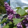 Šeřík obecný 'Charles Joly' - Syringa vulgaris 'Charles Joly'