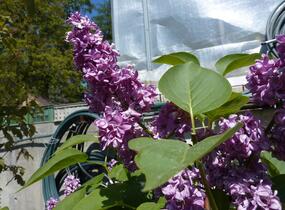 Šeřík obecný 'Charles Joly' - Syringa vulgaris 'Charles Joly'