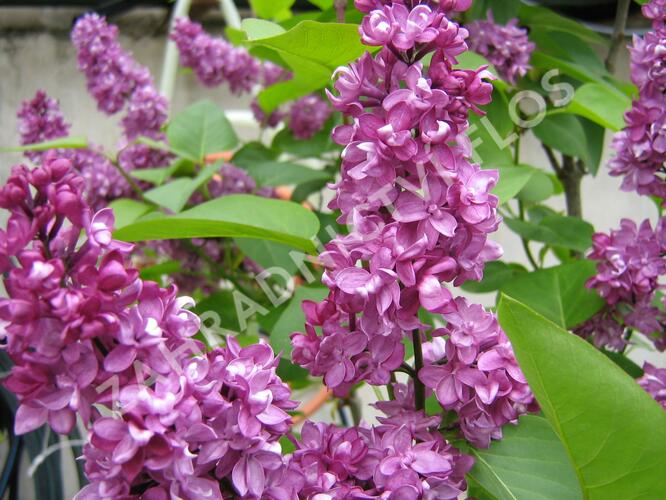 Šeřík obecný 'Charles Joly' - Syringa vulgaris 'Charles Joly'