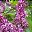 Šeřík obecný 'Charles Joly' - Syringa vulgaris 'Charles Joly'