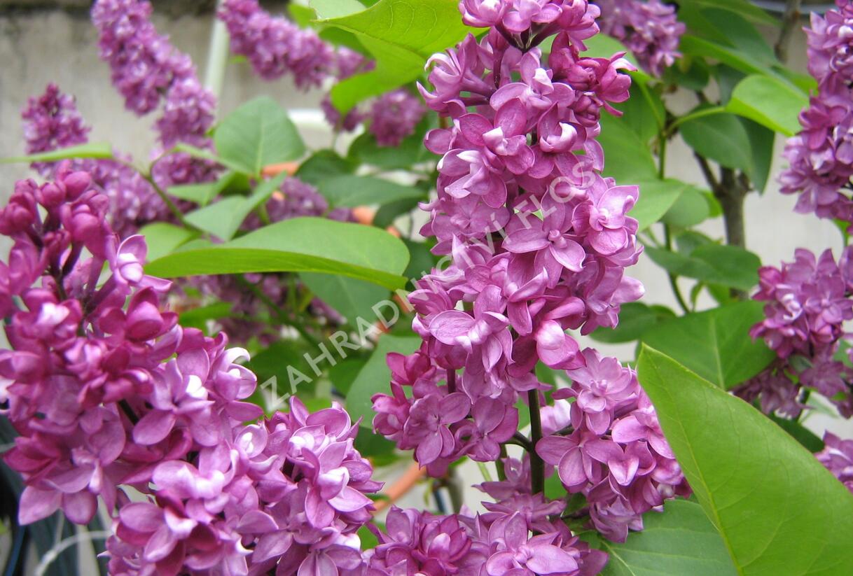 Šeřík obecný 'Charles Joly' - Syringa vulgaris 'Charles Joly'