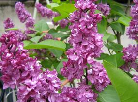 Šeřík obecný 'Charles Joly' - Syringa vulgaris 'Charles Joly'