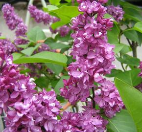 Šeřík obecný 'Charles Joly' - Syringa vulgaris 'Charles Joly'