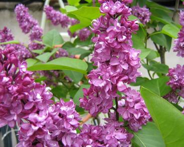 Šeřík obecný 'Charles Joly'